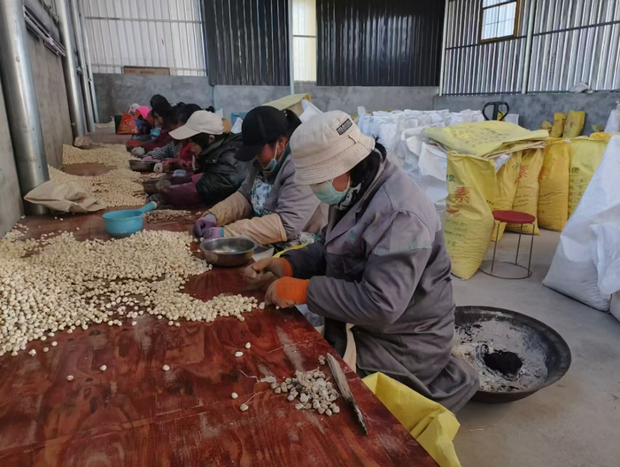 宁宇半夏合作社内，工人们正在分拣药材