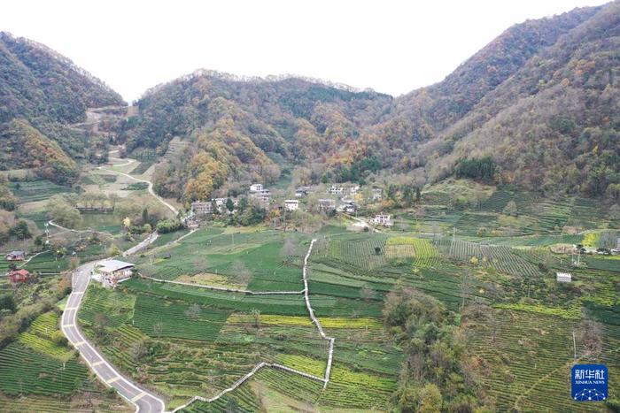 这是甘肃省陇南市文县碧口镇马家山村一景（无人机照片）。（童张伟 摄） 