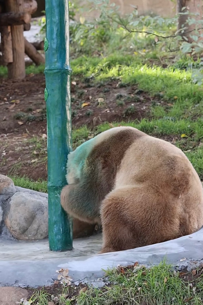 事发10月，“七仔”蹭到油漆（图据“七仔王国”）