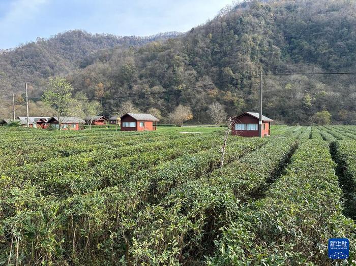 这是甘肃省陇南市康县阳坝镇油房坝村一景。新华社记者张文静 摄 