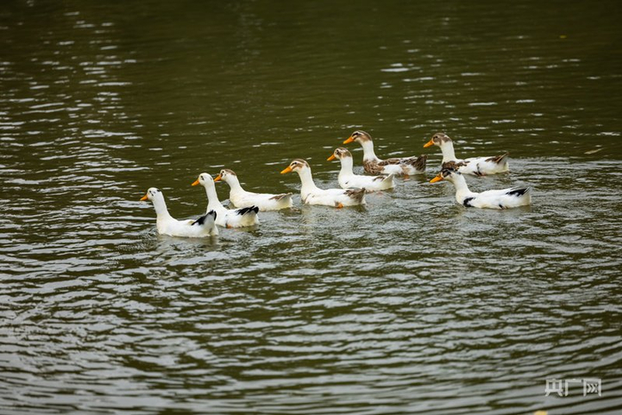 安泽是山西省的清洁水源地，是山西“美丽河湖”优秀案例（央广网发  叶娴豆  摄）