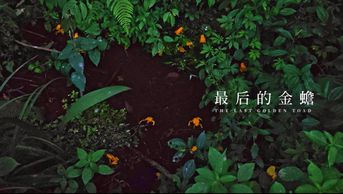 2024中国野生生物影像年赛视频单元－手机组骁龙特别奖获奖作品《最后的金蟾》