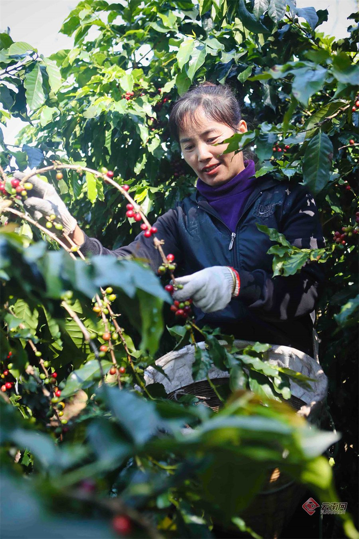 沪滇协作的美丽星村白沙坡村的咖农正在采摘咖啡果。
