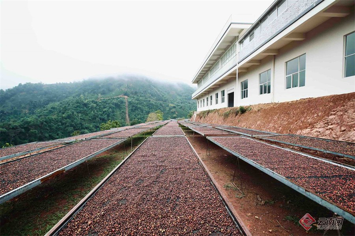 普洱南岛河产区内采摘的咖啡果正在晾晒。