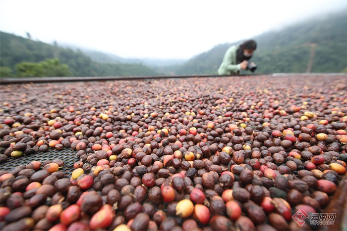 普洱南岛河产区内采摘的咖啡果正在晾晒。