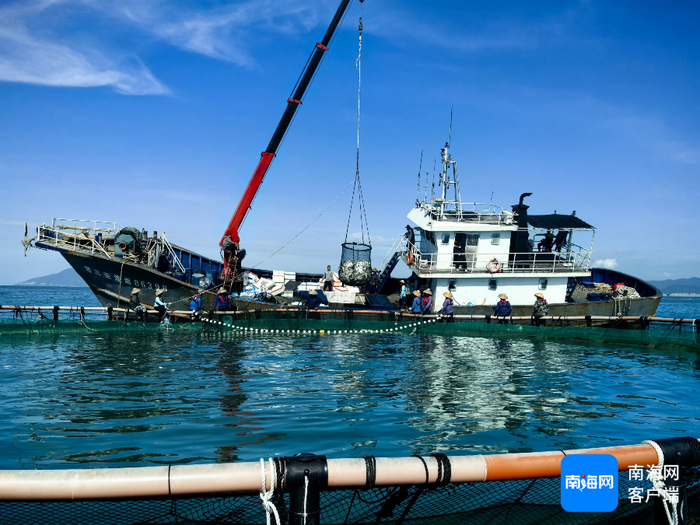 12月2日，三亚今年投苗养殖首批深海网箱金鲳鱼起捕开售。三亚环农集团供图