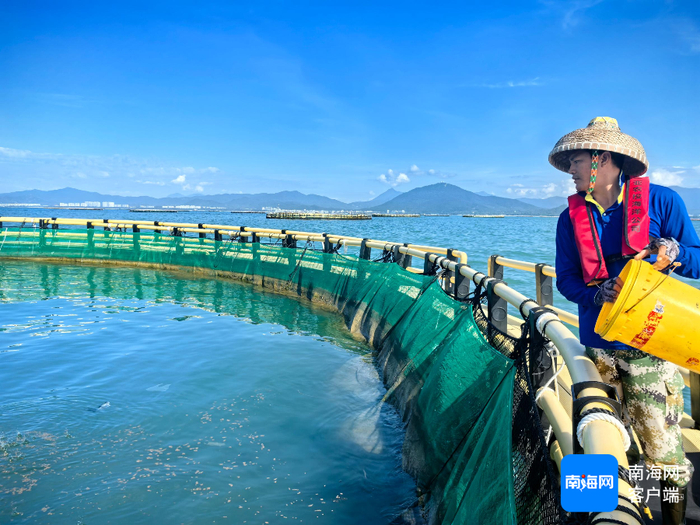 12月2日，三亚今年投苗养殖首批深海网箱金鲳鱼起捕开售。三亚环农集团供图