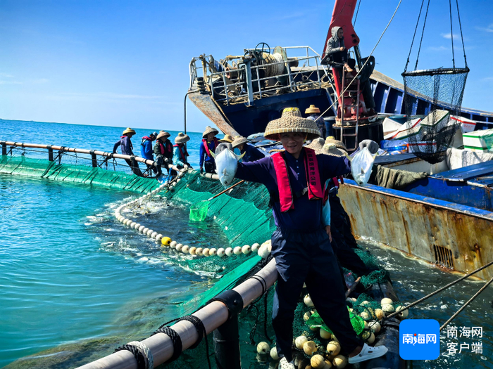 12月2日，三亚今年投苗养殖首批深海网箱金鲳鱼起捕开售。三亚环农集团供图