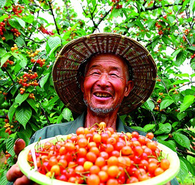     闪冲村村民看着丰收的樱桃喜笑颜开。资料图片