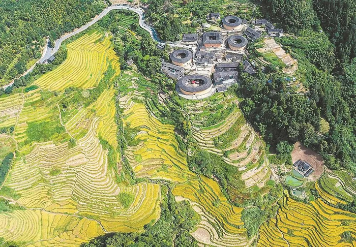 在福建土楼（南靖）景区，金黄色的稻田与古朴的土楼交相辉映，美不胜收。福建日报记者 施辰静 通讯员 李小琴 张旭 摄