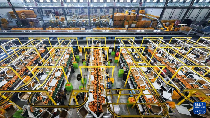 　　11月29日，在位于石门县的湖南湘佳橘友农业有限公司，工人在包装柑橘。新华社记者 陈思汗 摄