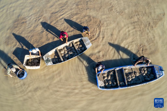 　　11月29日，在位于汉寿县的湖南华甲农业集团有限公司生态甲鱼产业园，工人在捕捞甲鱼（无人机照片）。新华社记者 陈思汗 摄