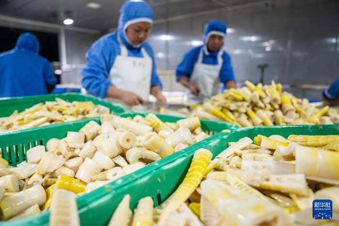 　　这是11月27日在桃江极野食品有限公司生产车间拍摄的鲜笋。新华社记者 陈思汗 摄