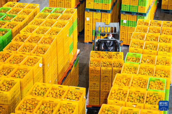 　　11月1日，在位于石门县的湖南湘佳橘友农业有限公司，工人在运输柑橘。新华社记者 陈思汗 摄
