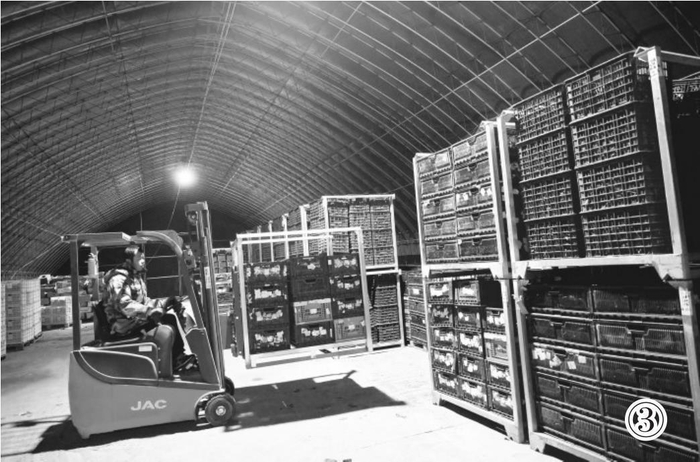     图③为配备自动温控系统的鲜薯储藏窖总库存量可达万吨。    本报记者　杨靖岫　摄