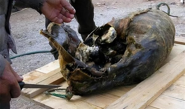 △这个是爱斯基摩人的腌海雀