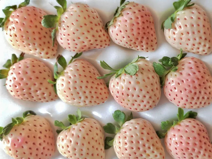 越雪妃草莓 受访对象供图