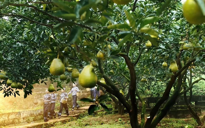 广安区龙安乡群策村龙安柚母本园