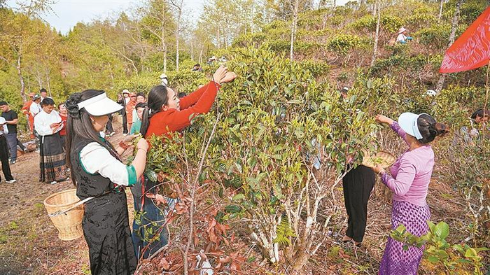 油松岭乡茶叶开采节采茶比赛现场。