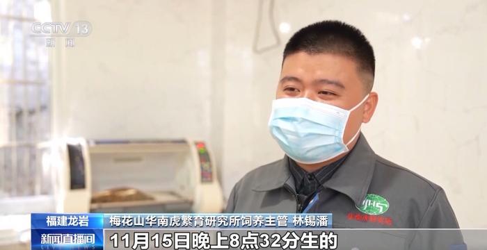 新生虎宝宝！华南虎种群再添新“丁”
