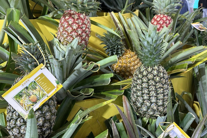 凤梨新品种展区，红菠萝、芒果凤梨、西瓜凤梨等新品种惊喜亮相（央广网实习记者梁淑仪摄）