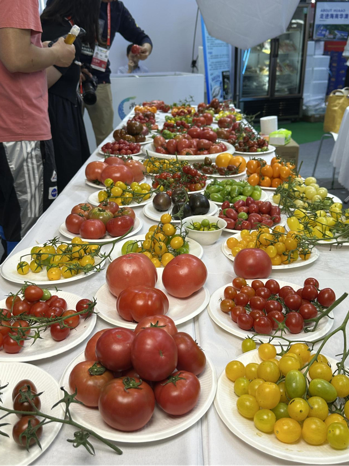 红色、黄色、黑色、绿色……70多个品种的番茄摆满展台，令人垂涎欲滴（央广网记者蔡文娟摄）