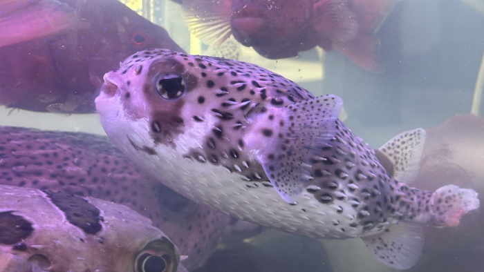 陵水馆展出的杂交刺鲀“德林一号”具有生长速度快，抗逆性病性强，养殖成活率高的特点（央广网实习记者梁淑仪摄）