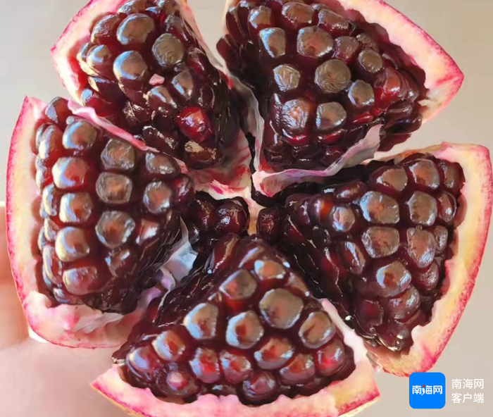 海南省丹若农业有限责任公司生产的海南软籽石榴。企业方供图