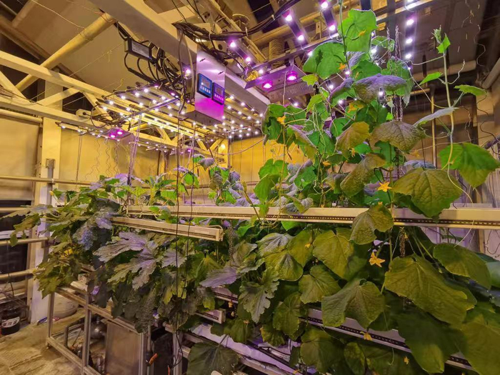 　　南极长城站的蔬菜大棚。受访者供图