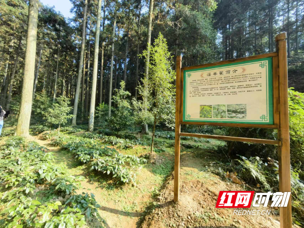 会同县白土冲箭叶淫羊藿林下标准化种植示范基地，地面一排排淫羊藿已进入成熟期，等待收割。
