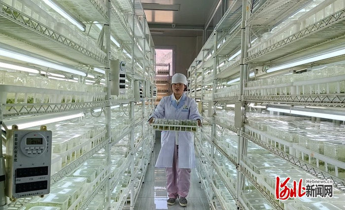 11月1日，技术员在大丰种业智能化培养间搬运脱毒薯苗。 河北日报记者 陈宝云摄