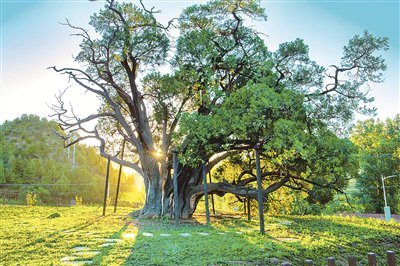 古柏九搂十八杈。 资料图片