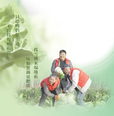 新疆乌苏市皇宫镇泉水沟村种植的大白菜喜获丰收。该镇成立党员志愿服务队，帮助村民进行采收、分拣等工作。李仁锡摄