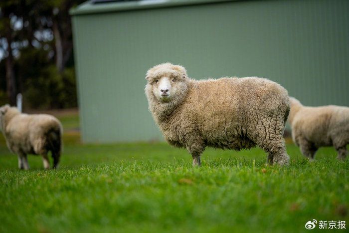 美利奴羊。图/IC