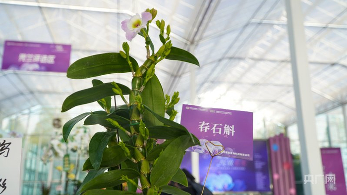 石斛兰（央广网记者  魏文青  摄）