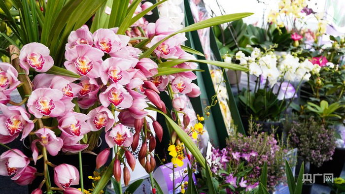 各类新品种兰花亮相（央广网记者  魏文青  摄）