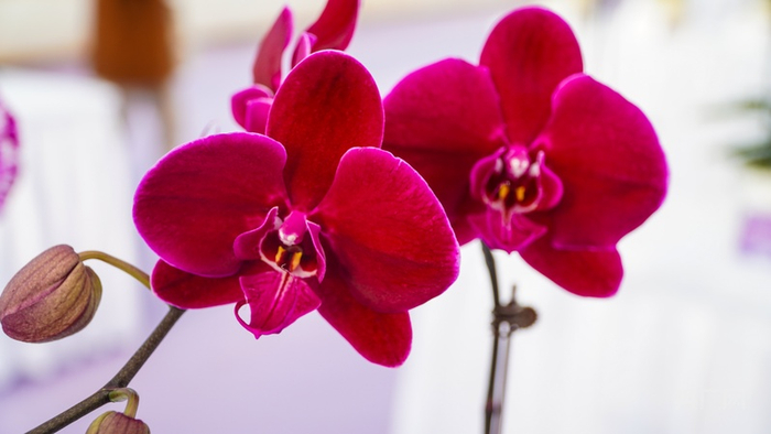 蝴蝶兰（央广网记者  魏文青  摄）