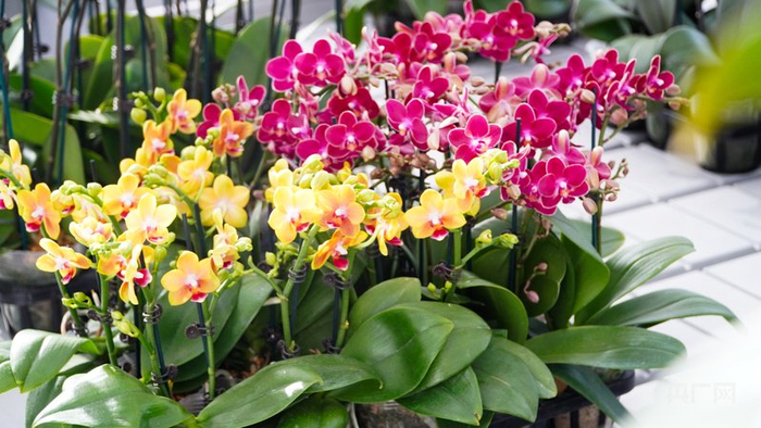 自主研发的兰花（央广网记者  魏文青  摄）