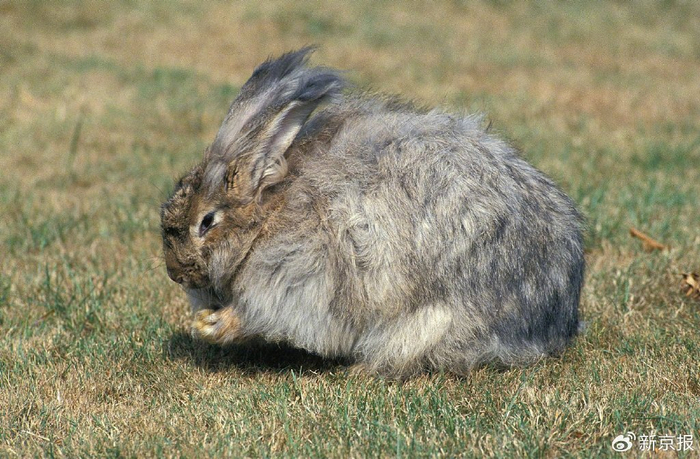 安哥拉兔。图/IC