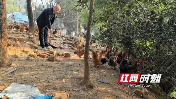 菁华铺乡宁乡湘缘珍禽养殖专业合作社实施的庭院经济项目散养土鸡，因品质和口感好，产品销路好。