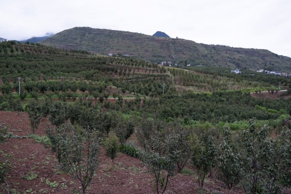水口村樱桃基地 陶海聪 摄
