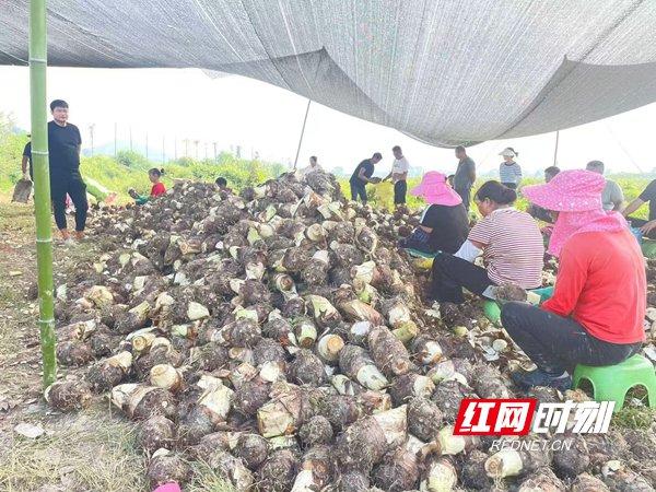 宁乡市大成桥镇庭院经济项目香芋种植喜获丰收，农户正在对生产的香芋进行精选，彭记坊公司上门收购。