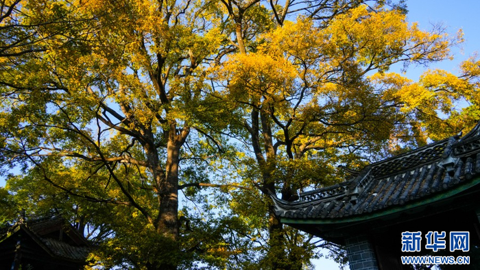 这是午后的丽江古城文昌宫一景（12月7日摄）。新华网 刘云 摄