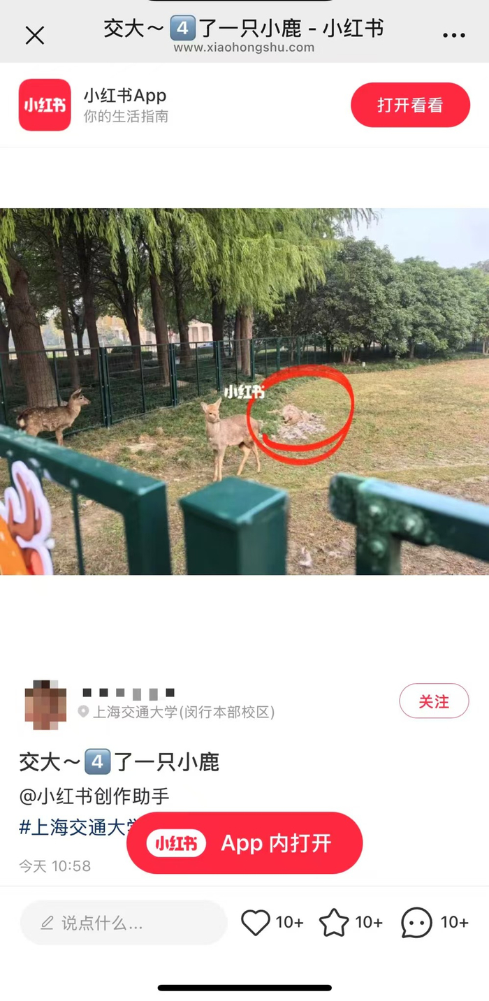 12月7日，有网友发帖称交大小鹿4（死）了一只。 社交平台截图