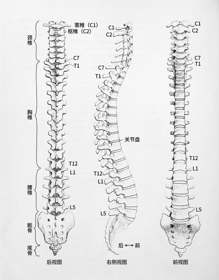 脊柱生理图。