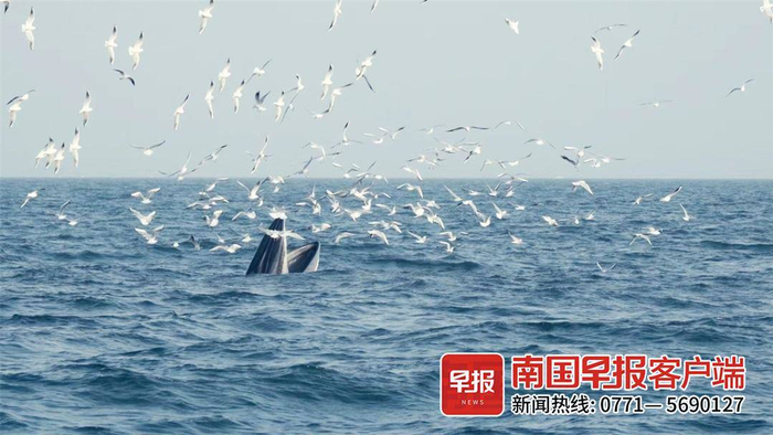 ▲海里的鲸鱼与飞翔的海鸥“热情互动”。鲸鱼马戏团工作室供图