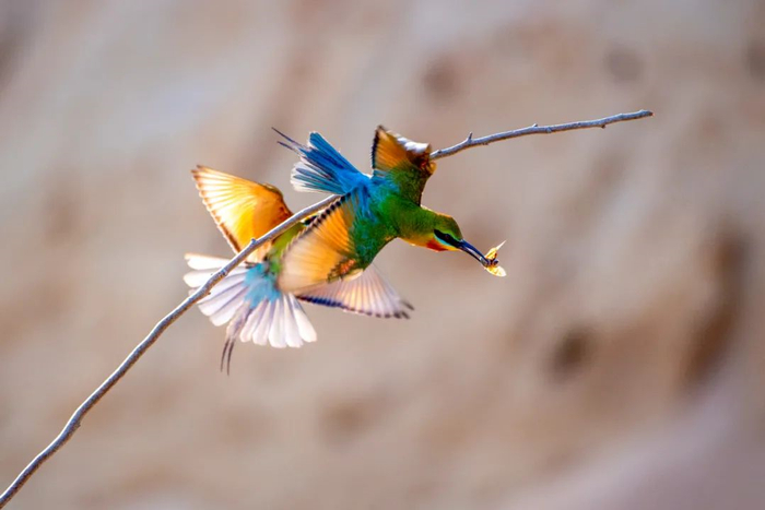 　　在海口五源河下游蜂虎保护小区，栗喉蜂虎飞往巢穴哺育幼鸟。记者 石中华 摄
