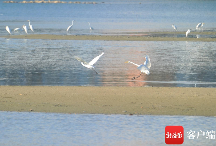 白鹭在三亚河翩飞。记者 沙晓峰 摄