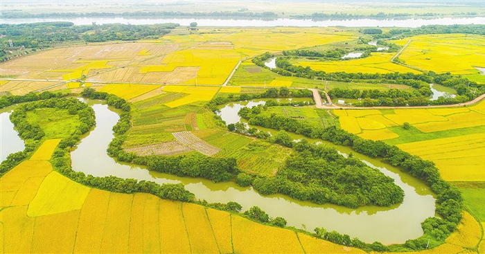 　　位于海口市云龙镇的南渡江“最美支流”——三十六曲溪湿地。 海南日报记者 张茂 摄