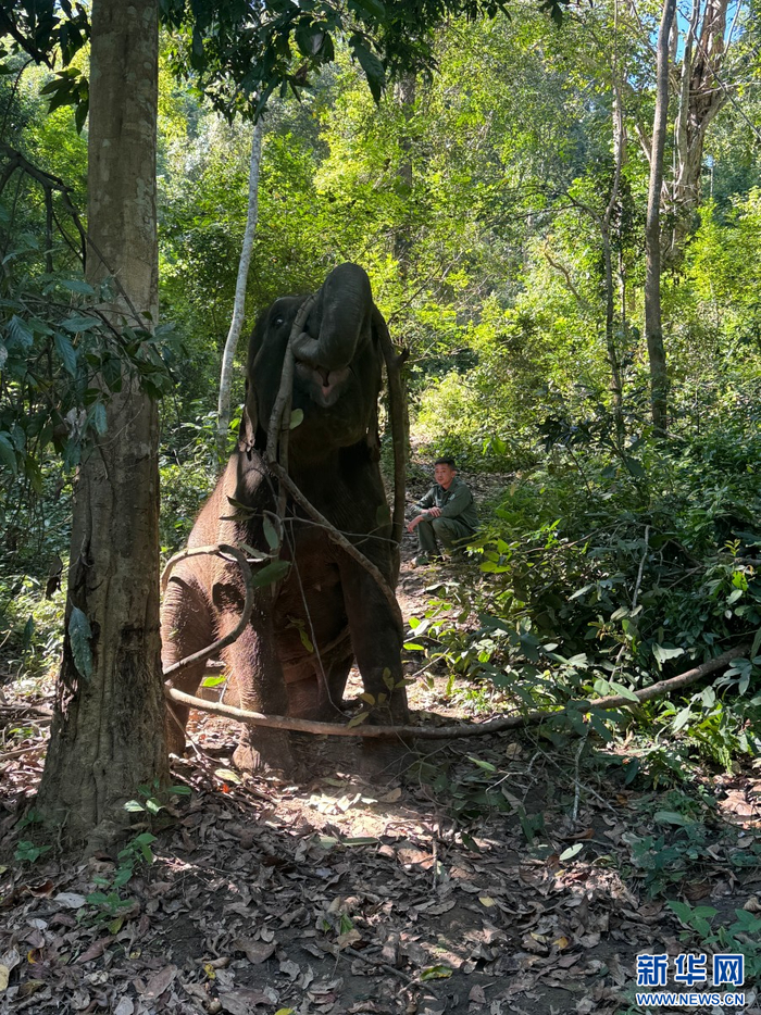 “羊妞”在野外活动（11月14日摄）。新华网 柴静 摄